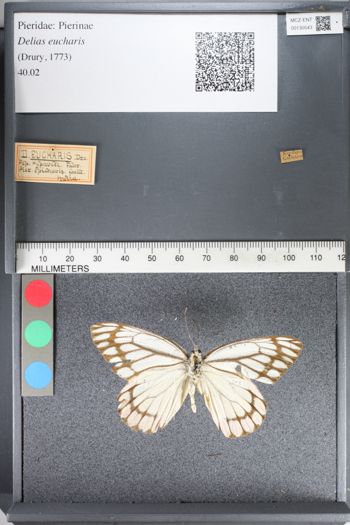 Media type: image;   Entomology 130543